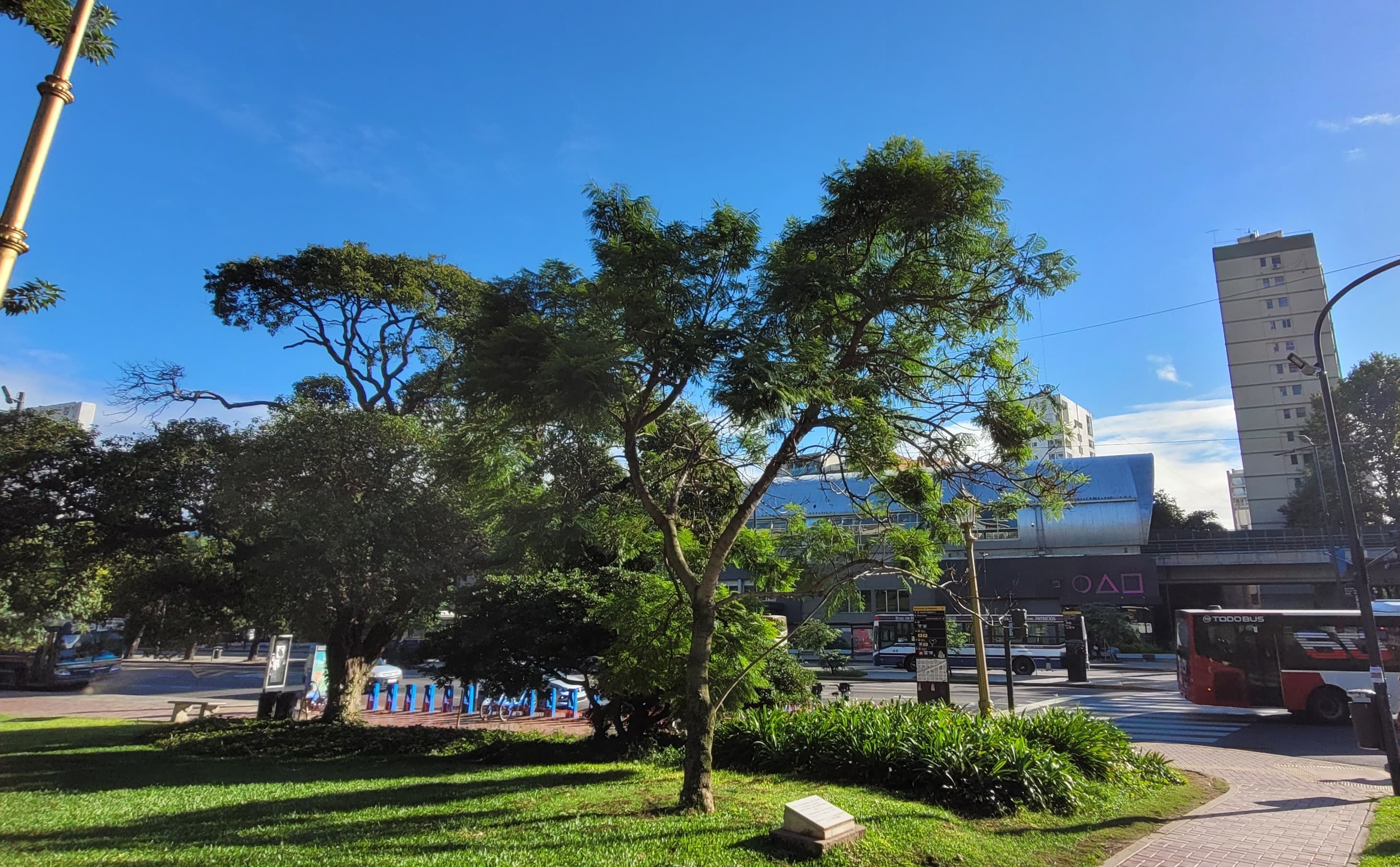 Jacarandá de Franca Jarach