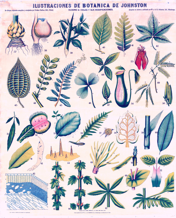 Lámina “Hojas y sus modificaciones”. W. y A. K. Johnston Ltd., Edimburgo. Publicado por Estrada y Cía