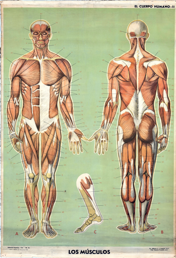 Lámina “Los músculos”. Editorial por Kapelusz, Buenos Aires
