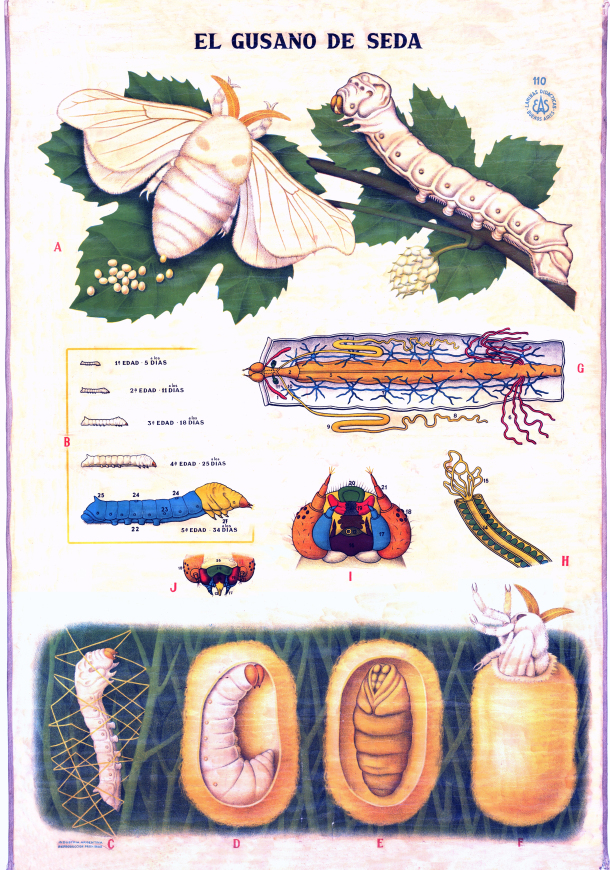 Lámina “El gusano de seda”. EAS, Buenos Aires