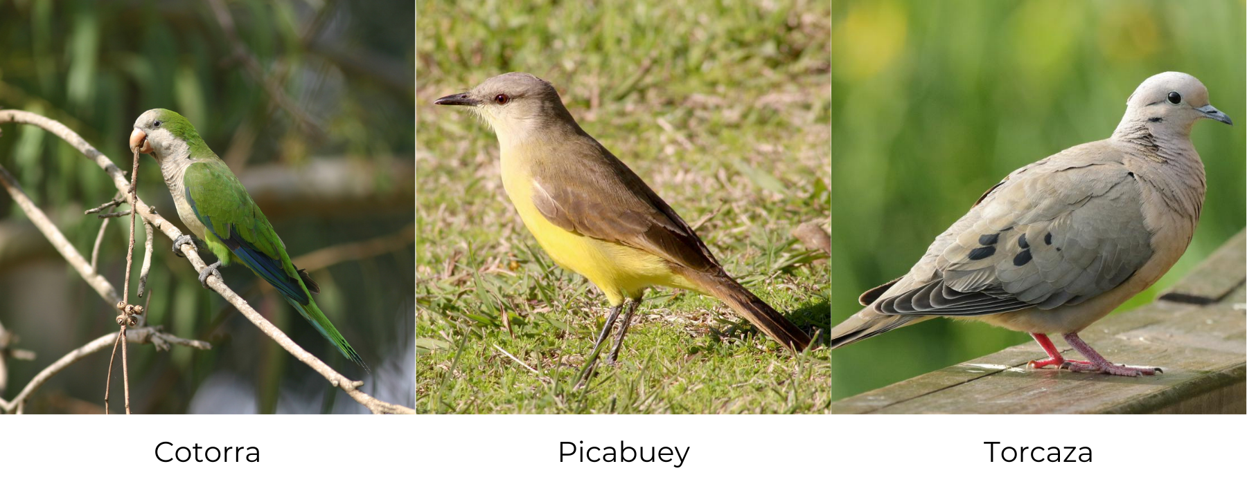 Aves de la Ciudad