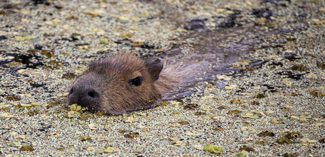 Carpincho y acuáticas