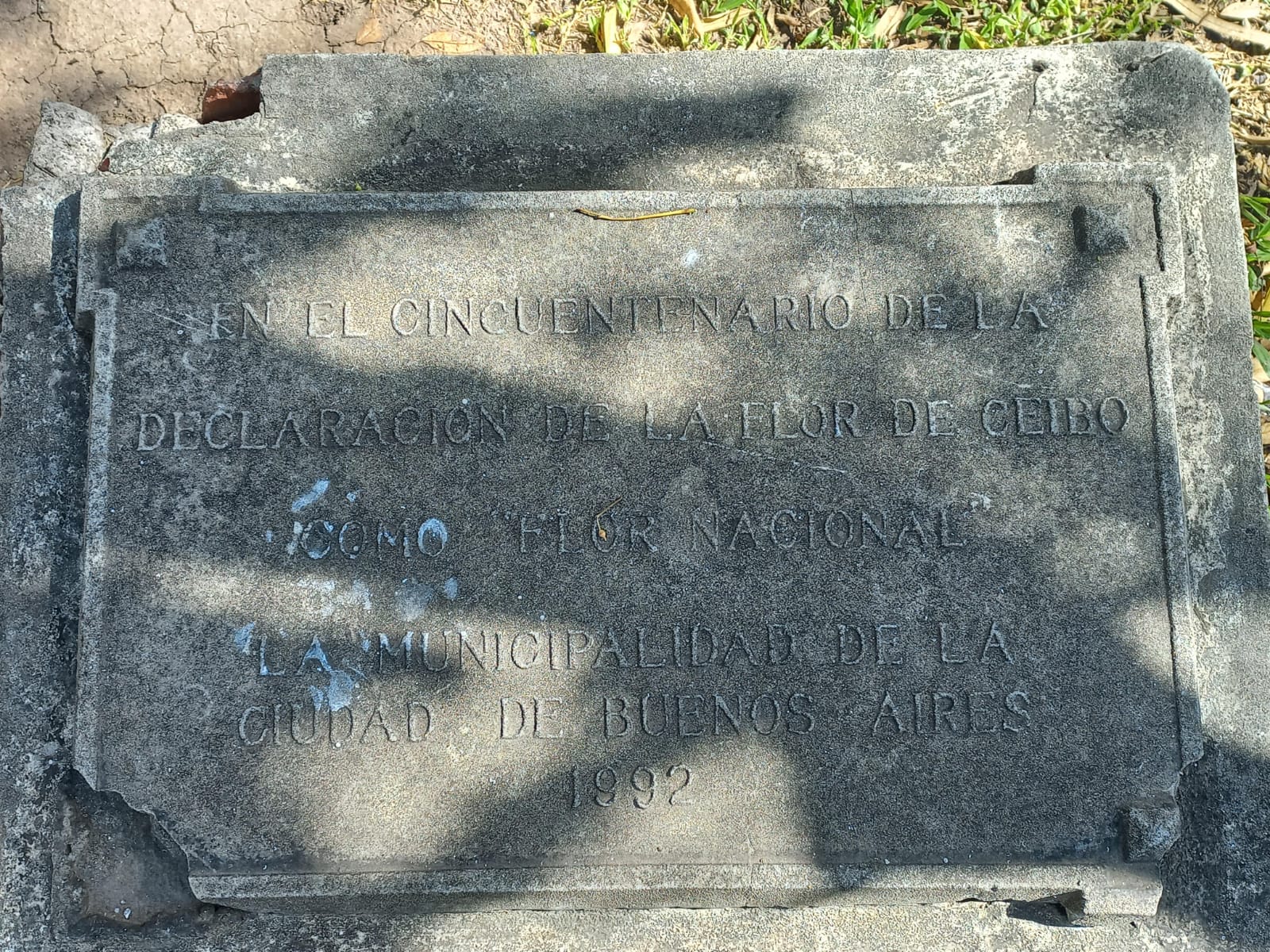 Ceibo de Plaza Lavalle