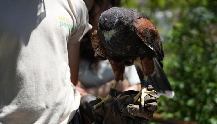 Verano 2026 en Ecoparque