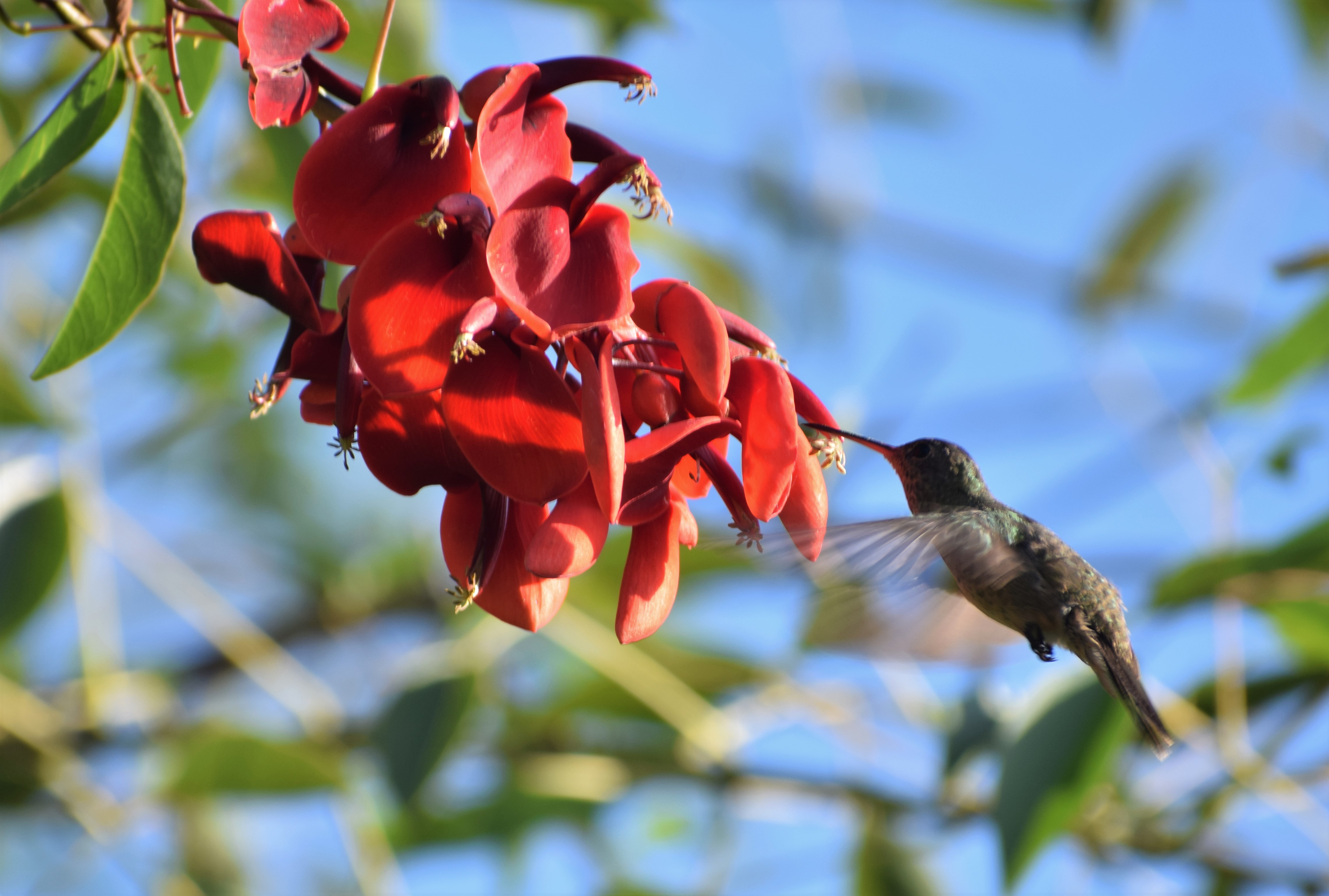 colibrí en ceibo