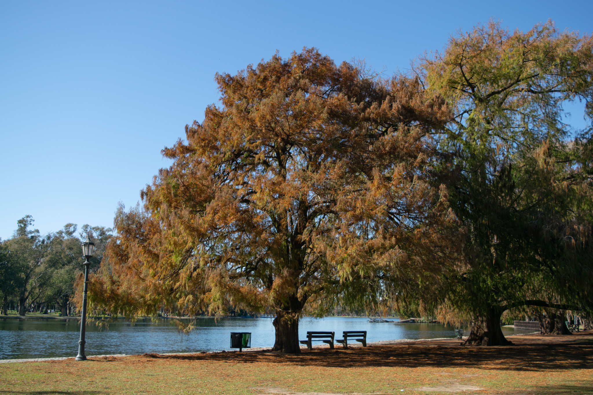 Taxodium con color otoñal en el Lago Regatas