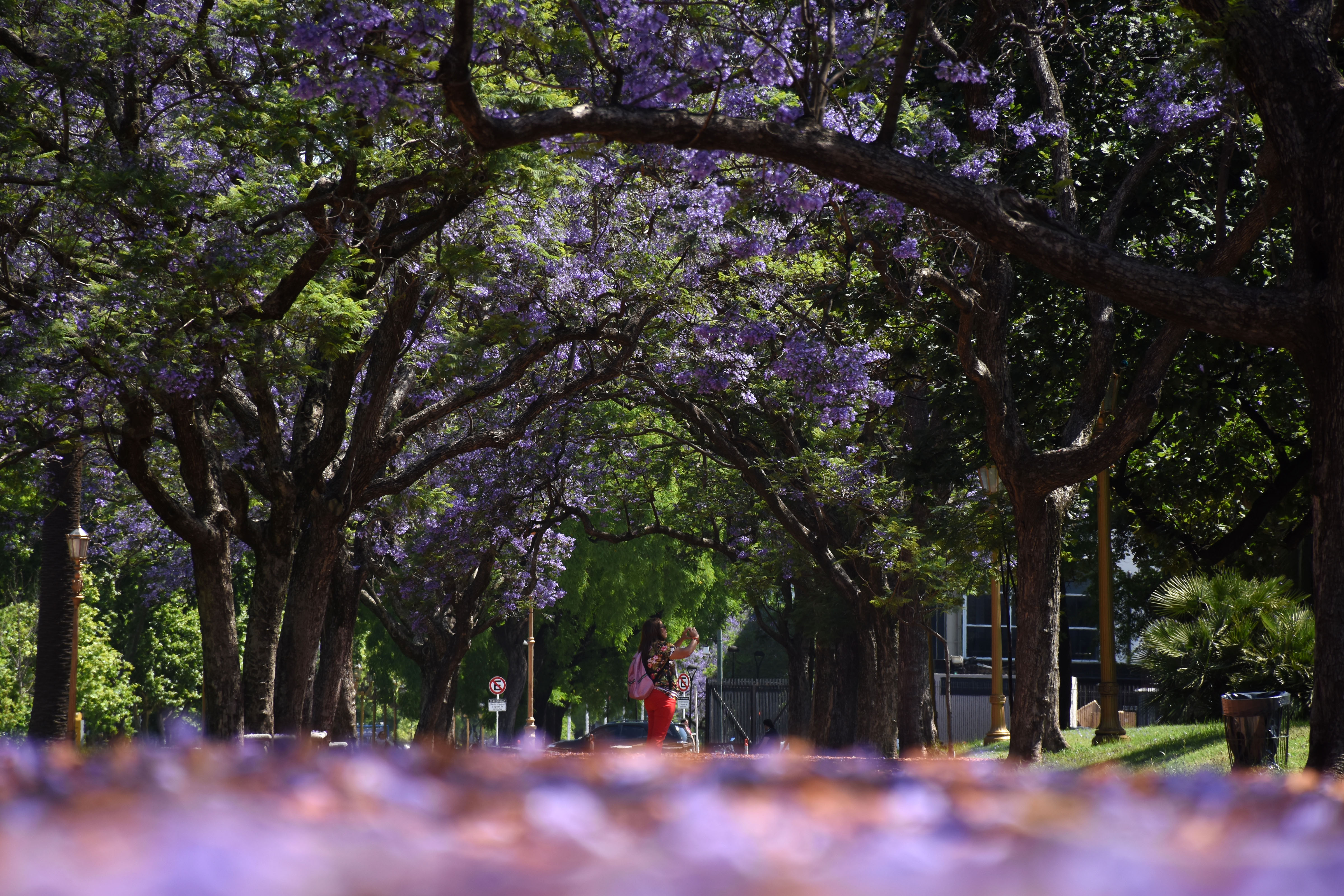 Jacarandás en flor