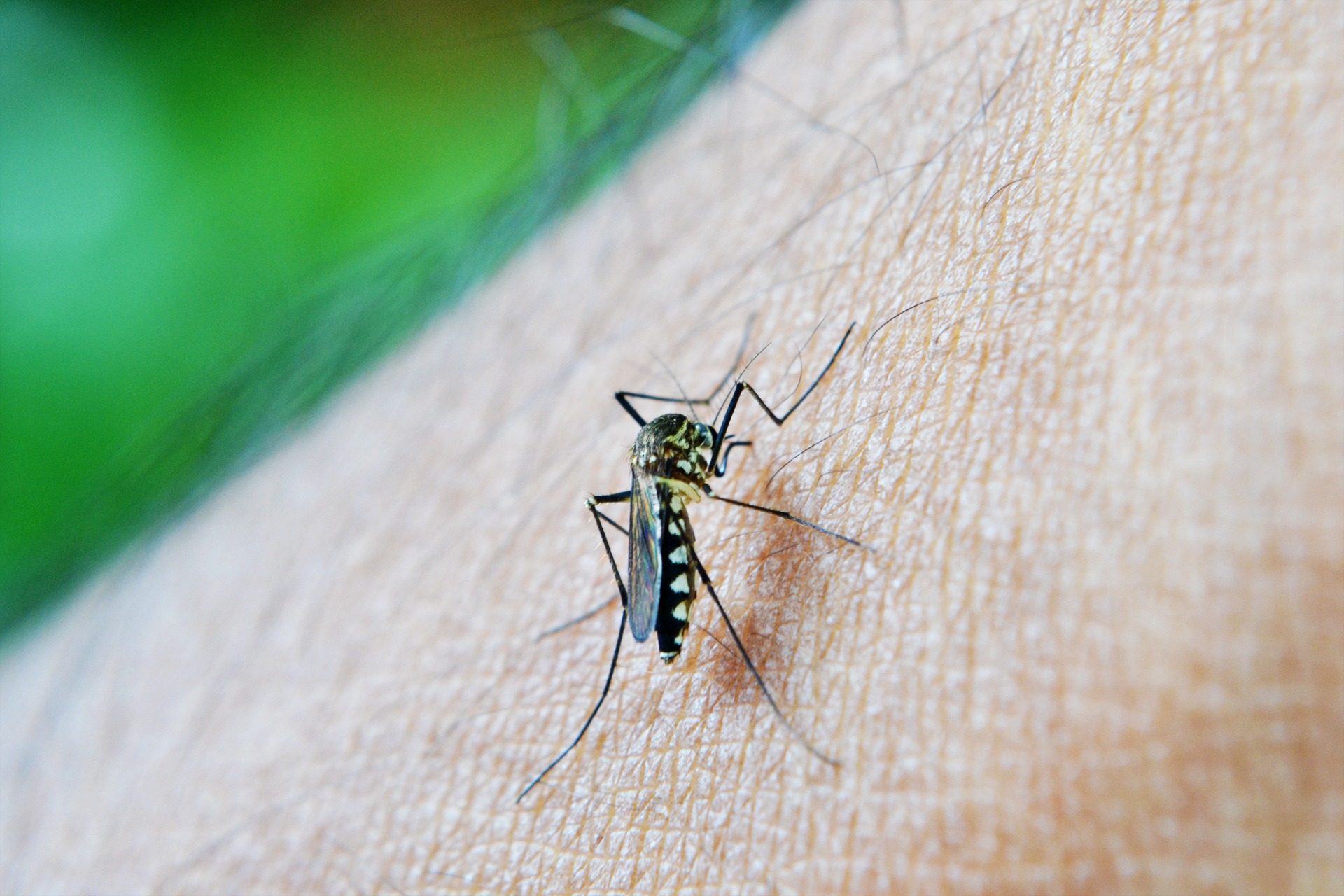 Dengue 1