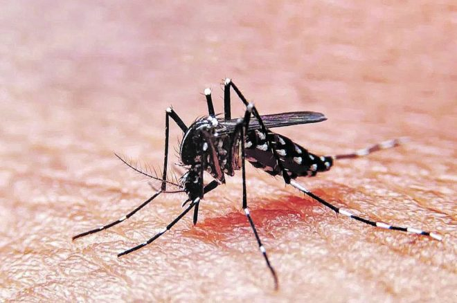 Dengue