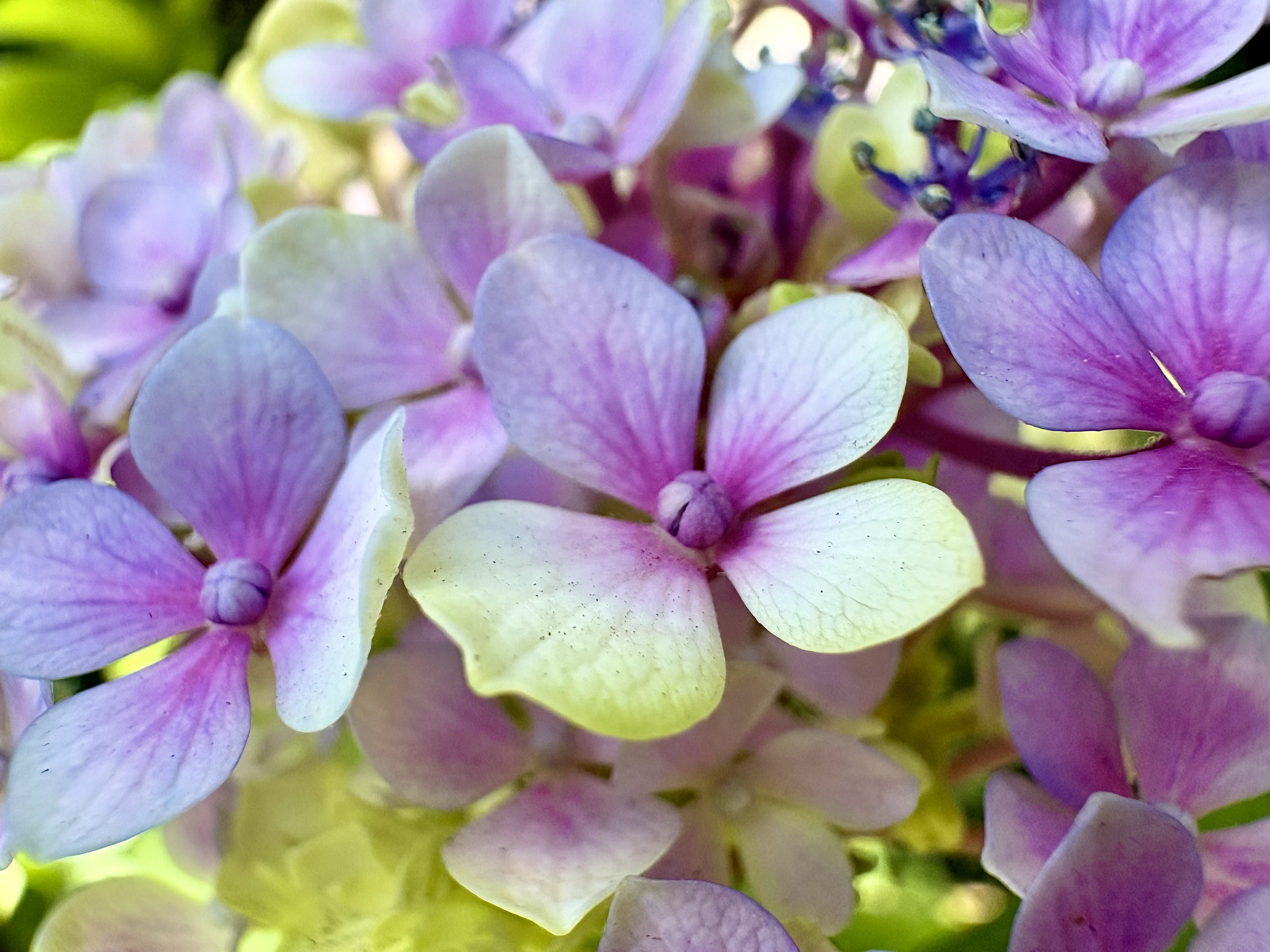 Taller: Catálogo de flores