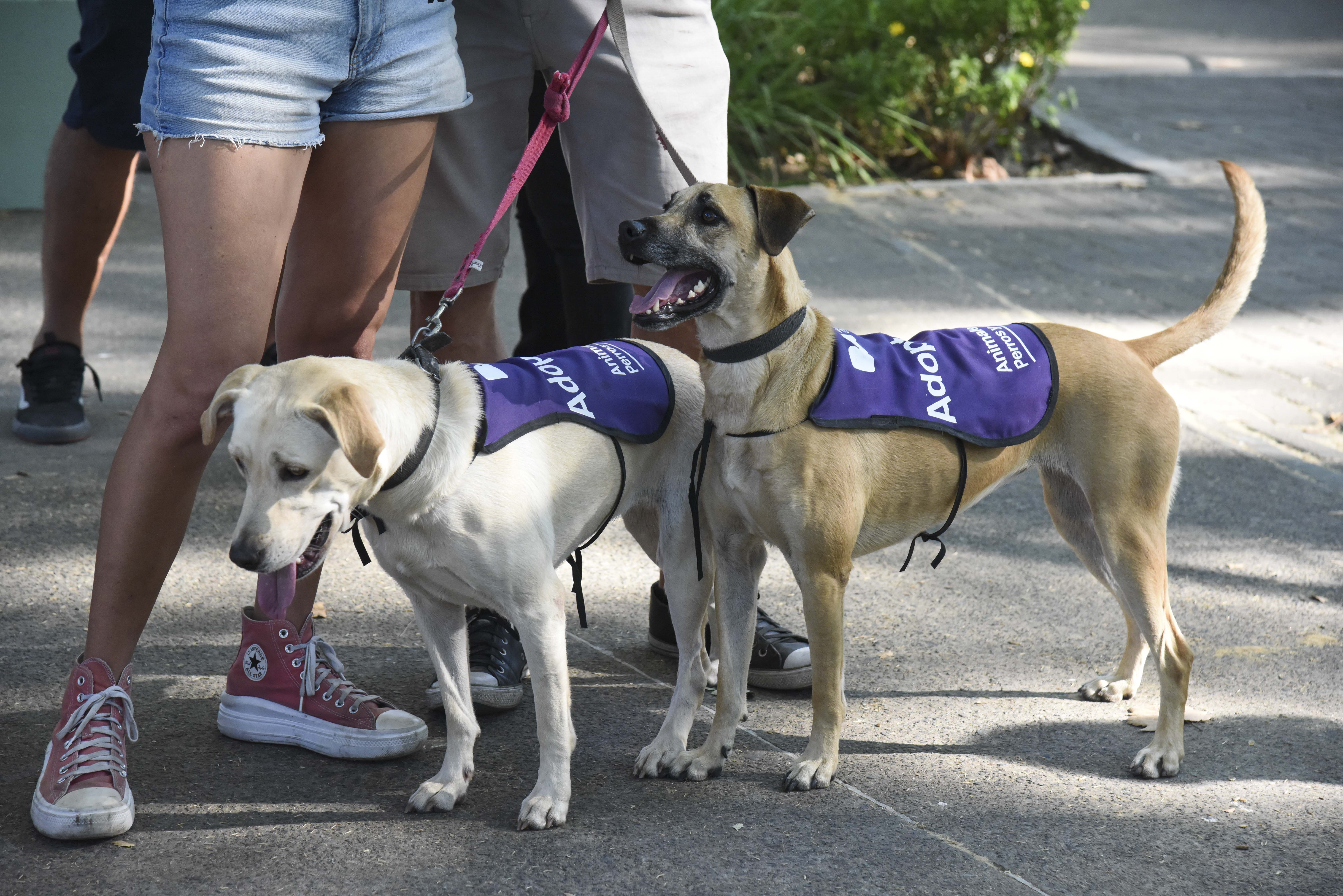 Jonada de adopción. Fotos GCBA