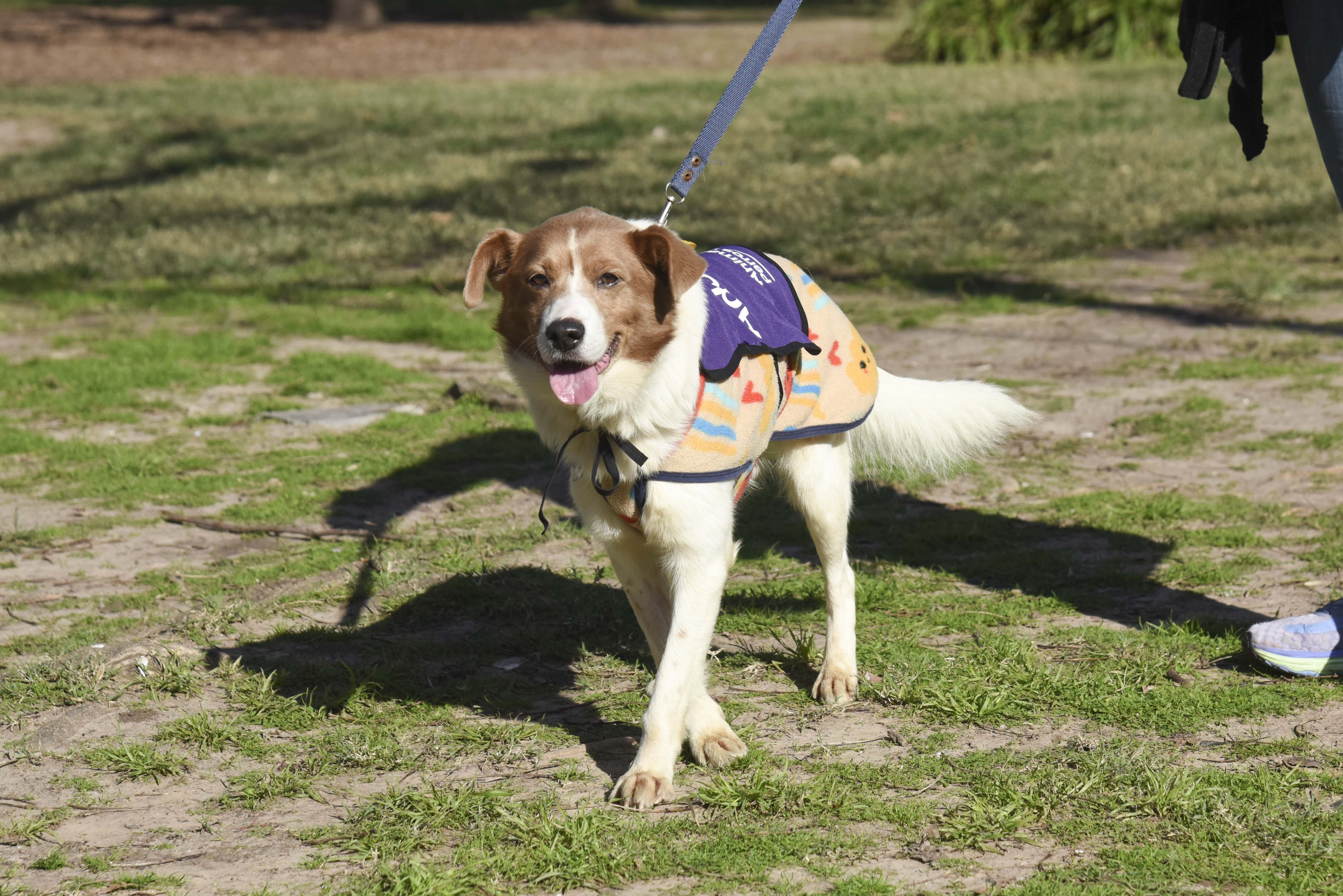 Jornada de Adopción (Foto GCBA)