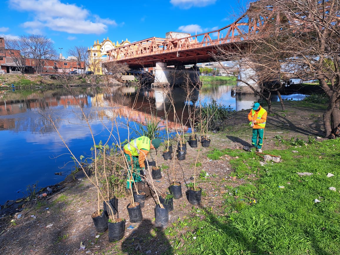 Plantación en el Camino de Sirga