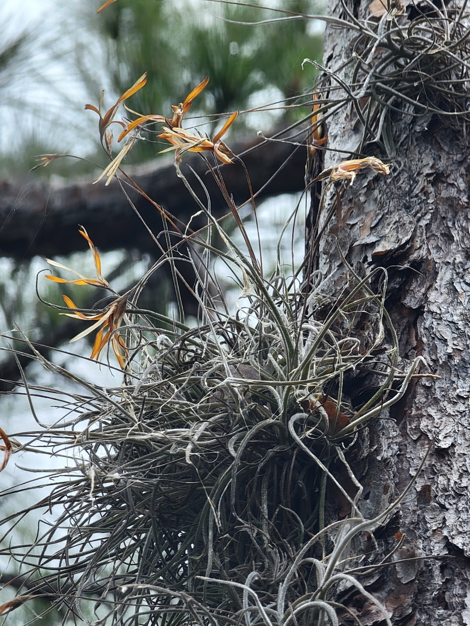 Tillandsia recurvata