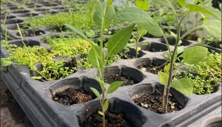 Trabajo en huerta y vivero