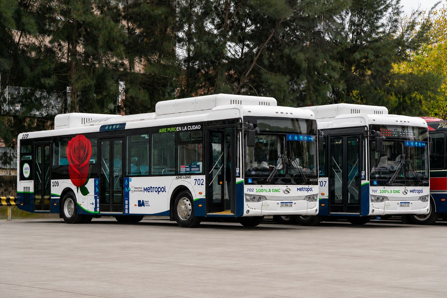 linea 109