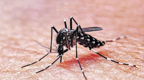 aedes