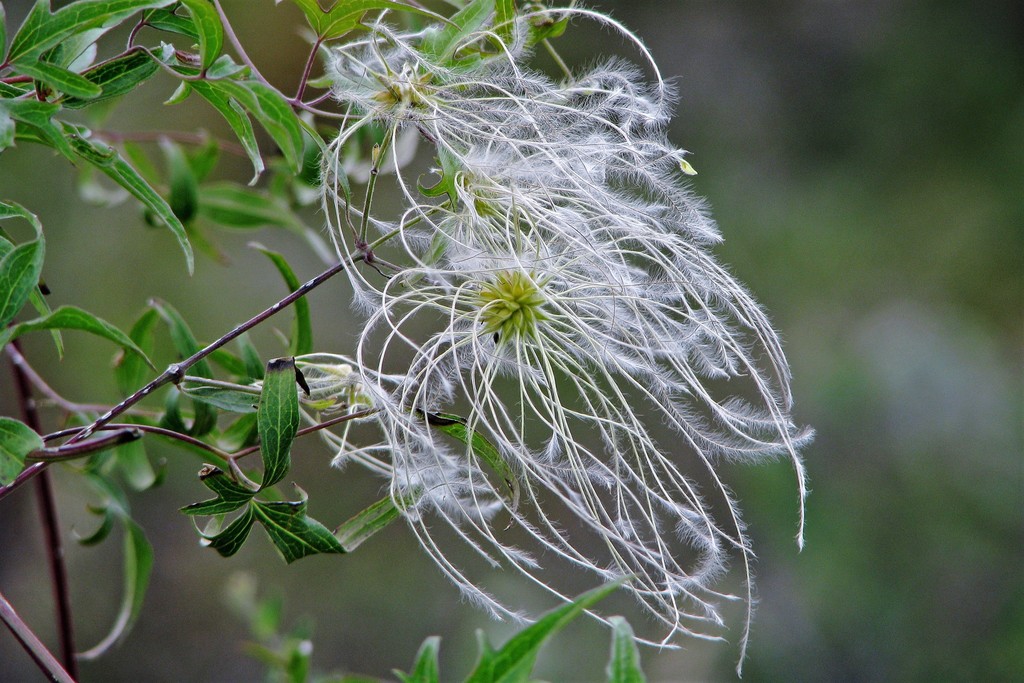 Clematis campestris