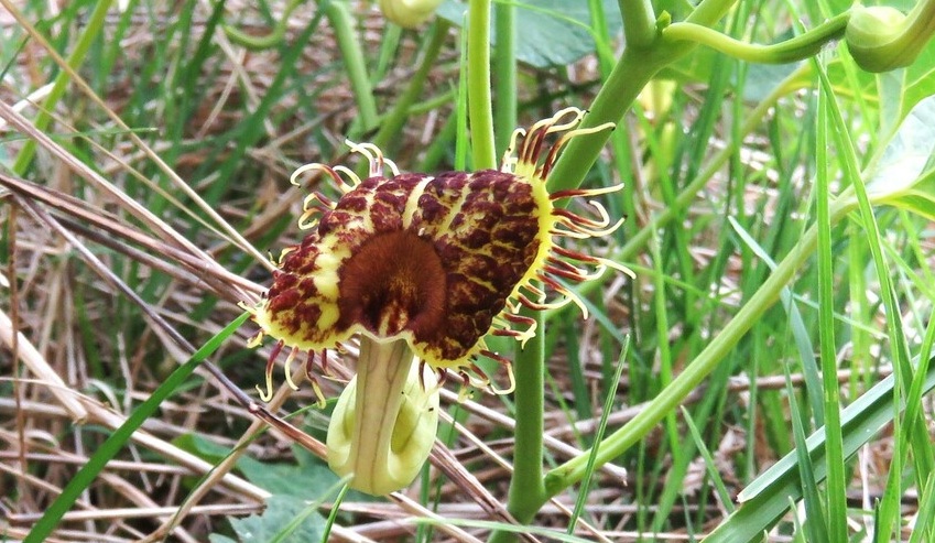 Aristolochia fimbriata