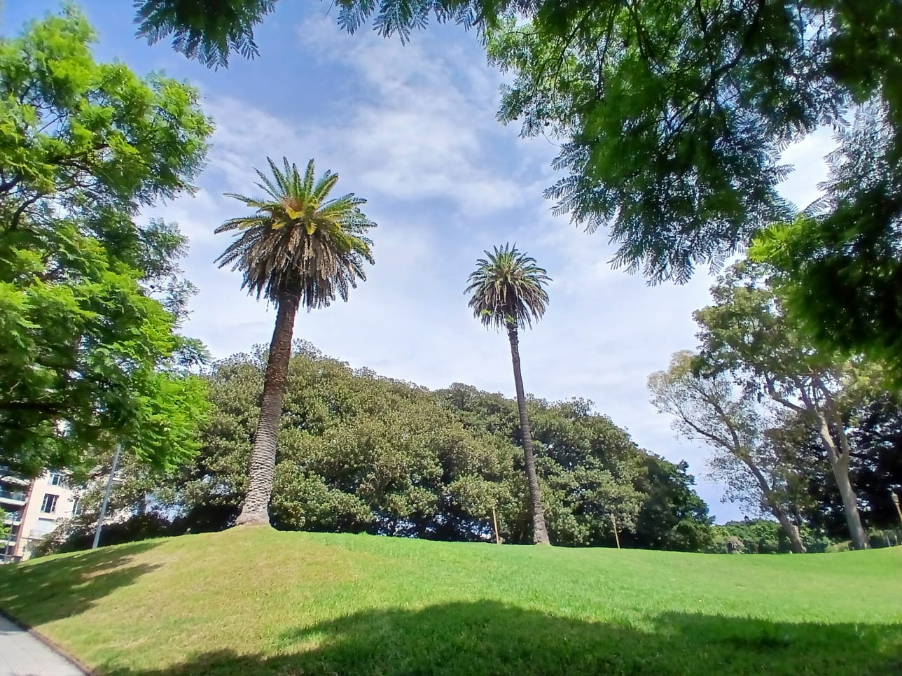 Palmera de Avellaneda en Recoleta