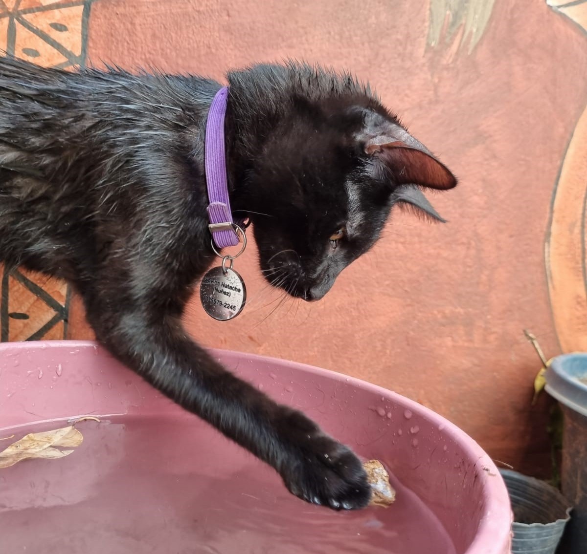 Prevención del golpe de calor en perros y gatos