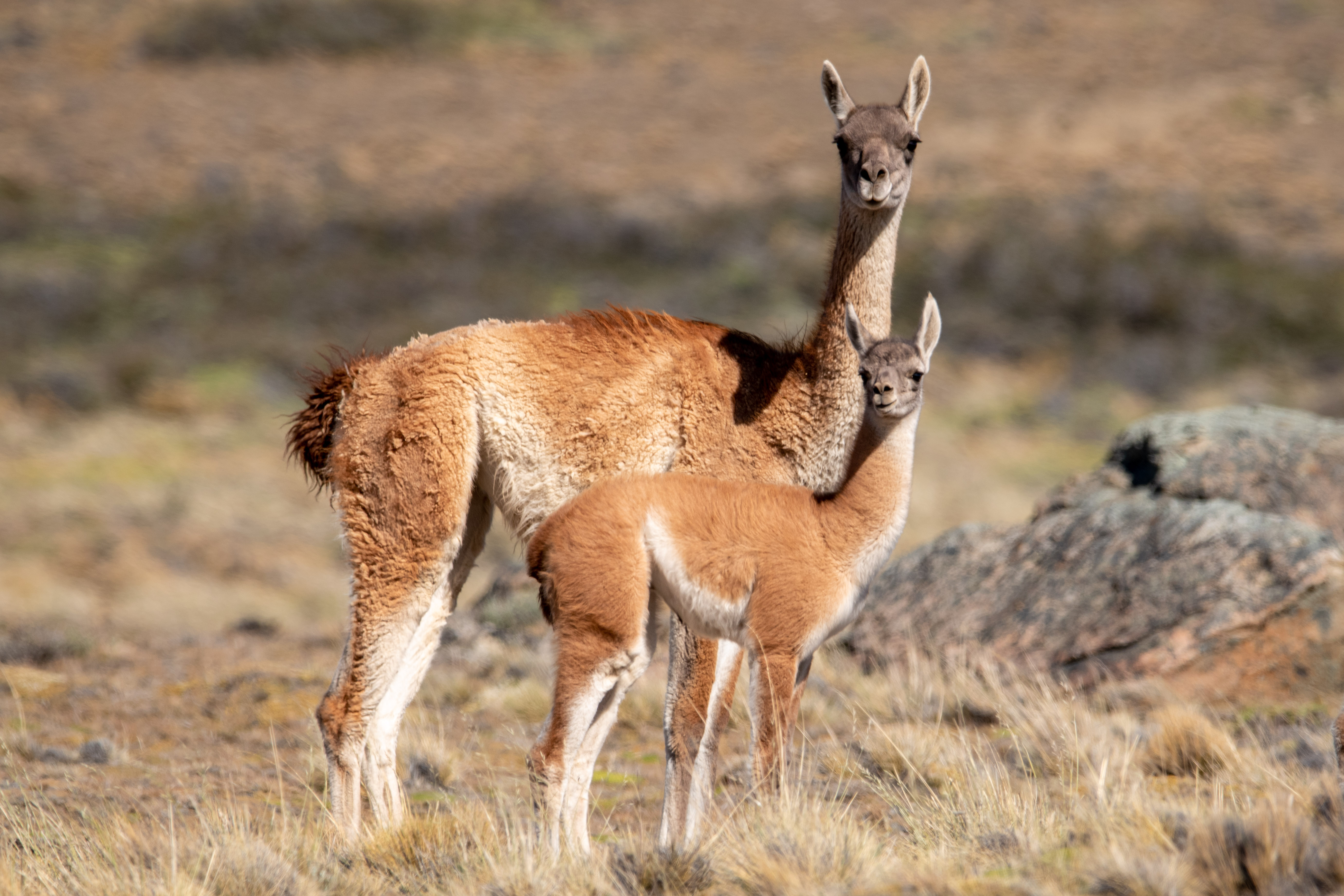 Guanaco