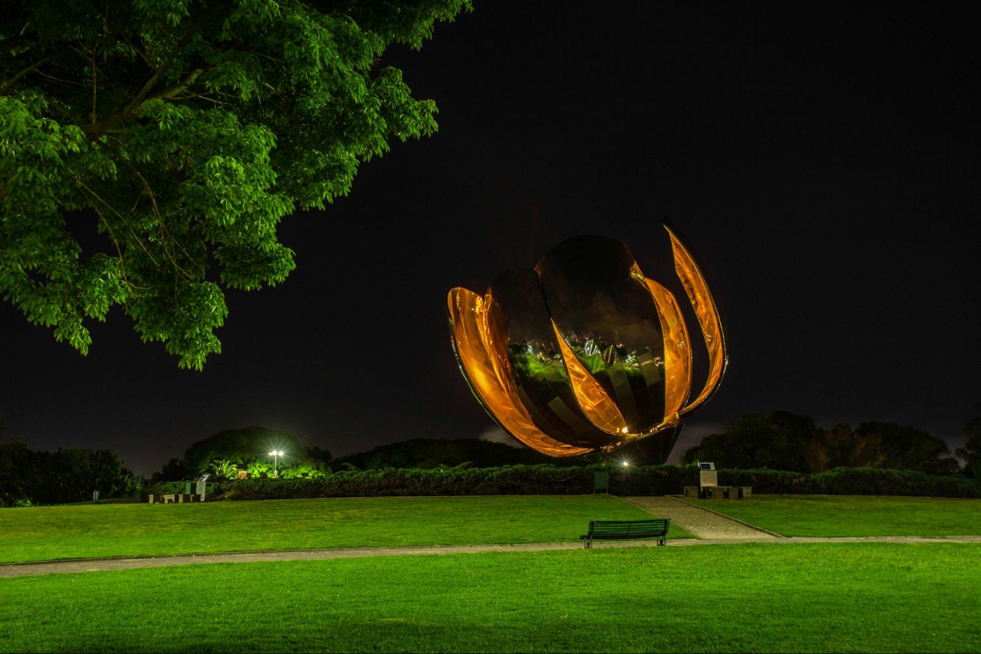 floralis genérica iluminada de amarillo