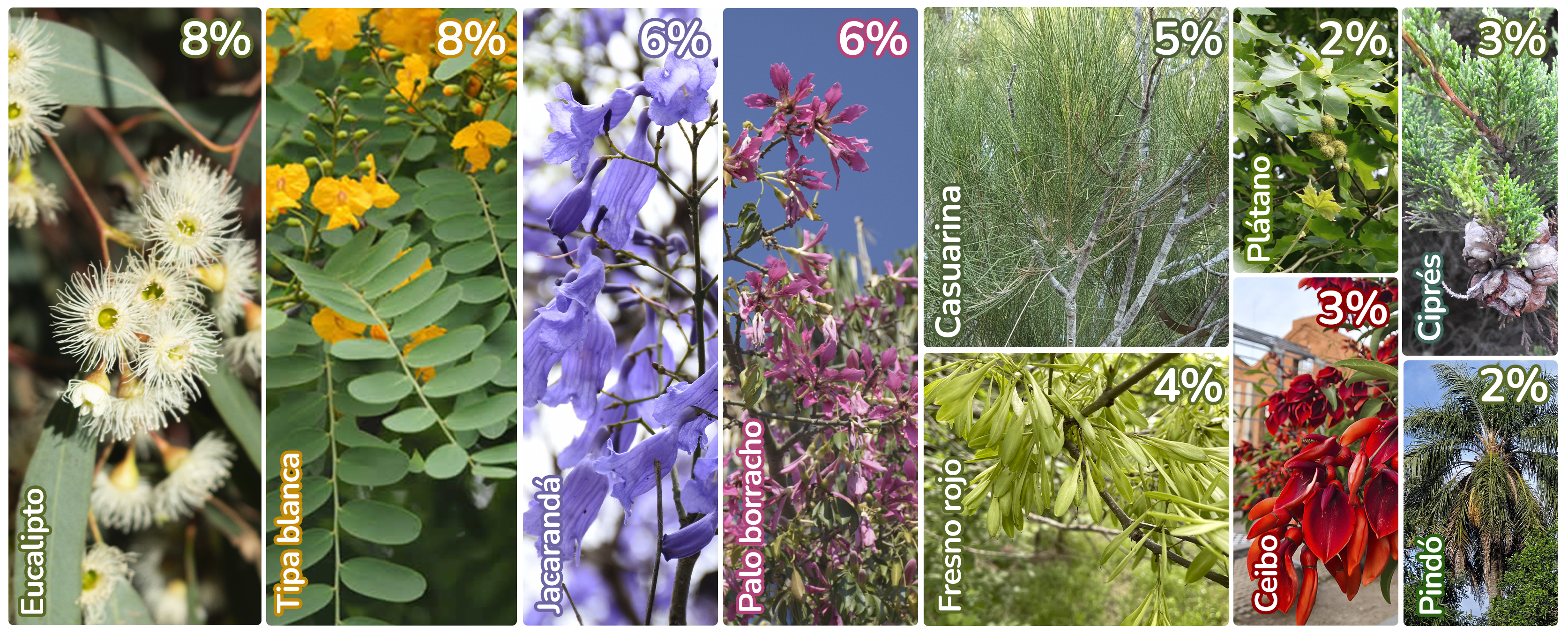 árboles más frecuentes en eevv