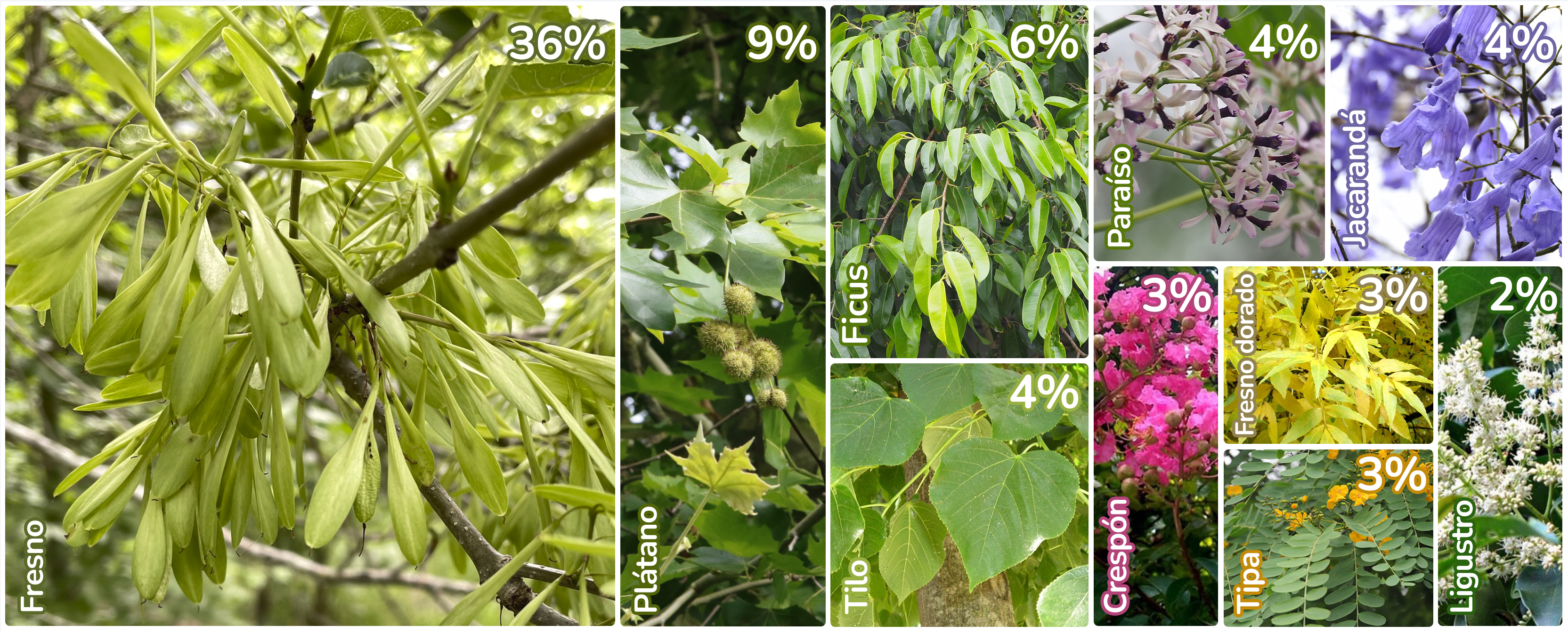 árboles más frecuentes en veredas