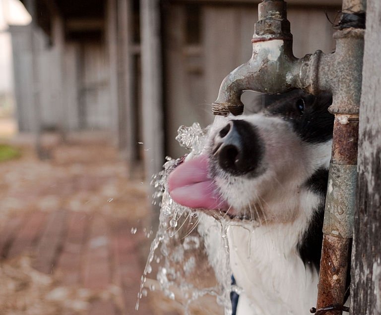 Prevención del golpe de calor en perros y gatos