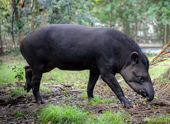 Tapir