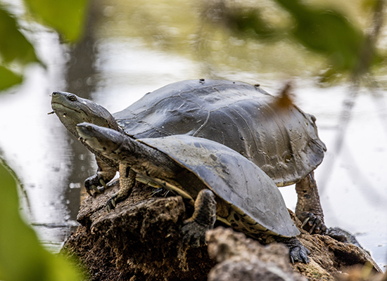 Tortuga de laguna
