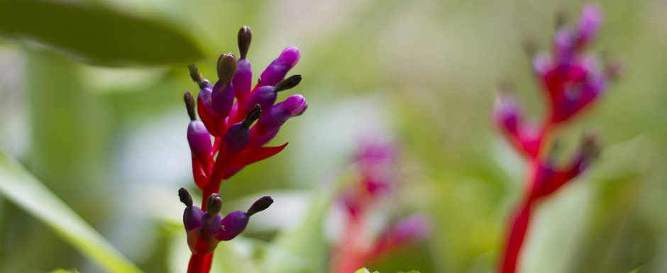 ¡Descubrí el Invernáculo del Botánico!