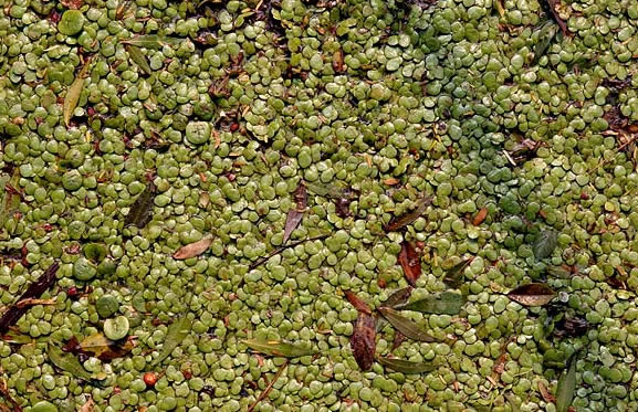 Capacitación de acceso a la información ambiental