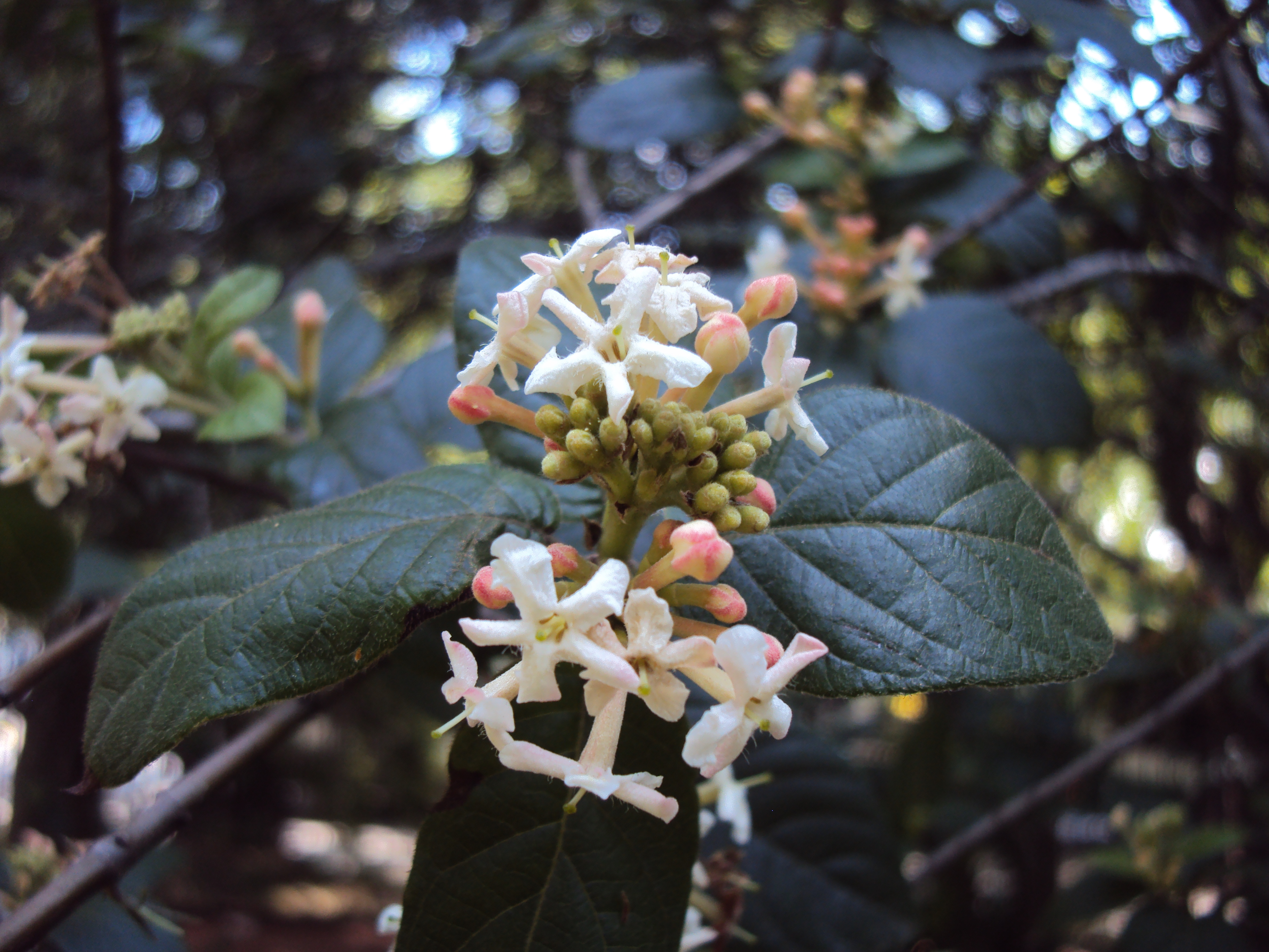 Guettarda uruguensis