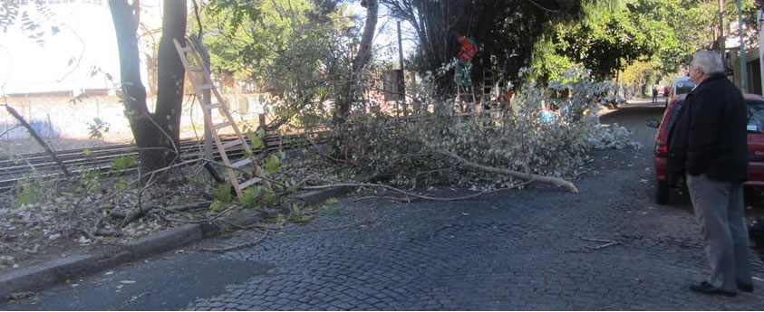 Trabajos de poda en la Comuna