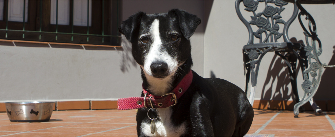 Historias de vida mascoteras