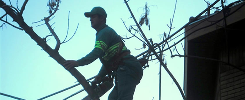 Comenzamos el Plan de Poda Comunal 2014