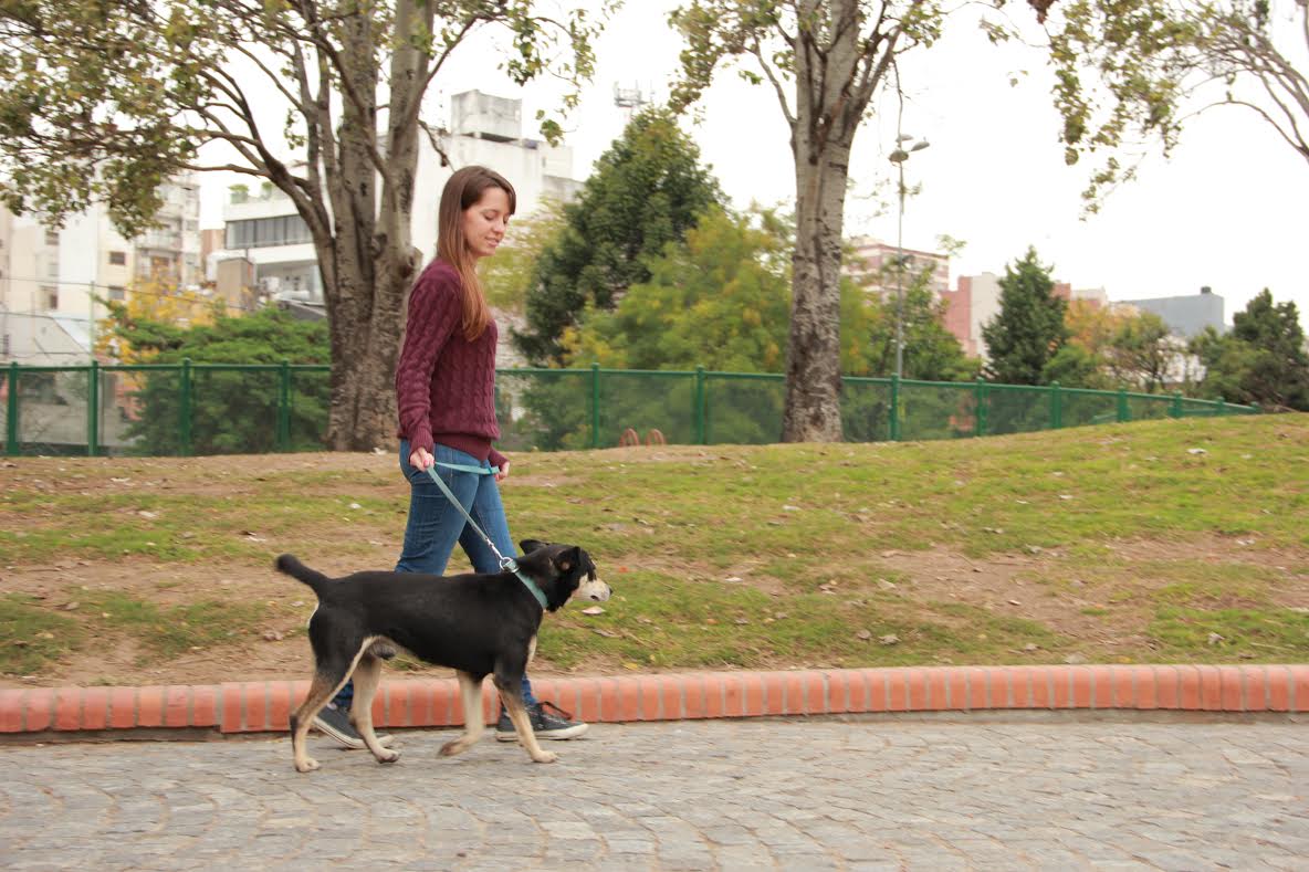 La tecnología, amiga de las mascotas