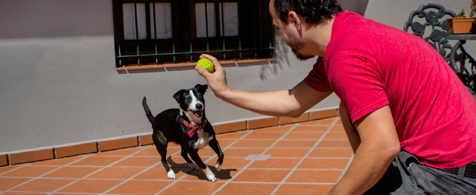 Tu mascota depende de vos, cuidala