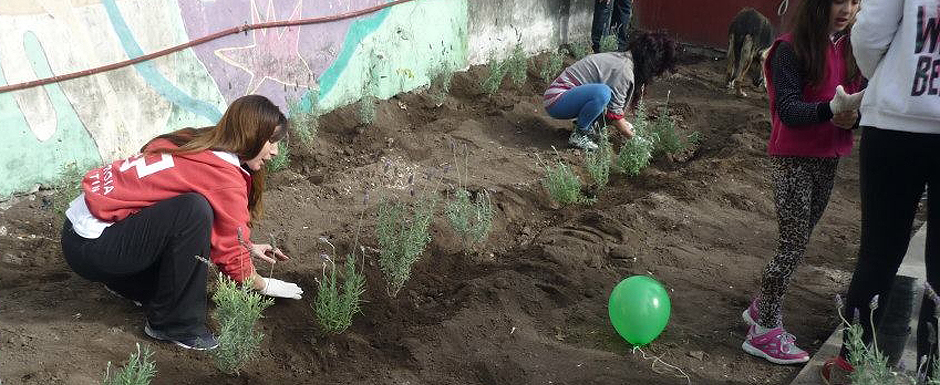 Plantación comunitaria 