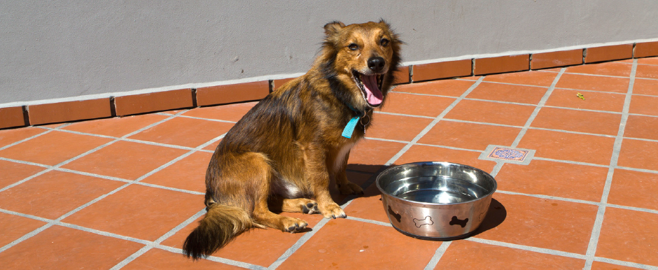 Cuidados para tu mascota en verano 