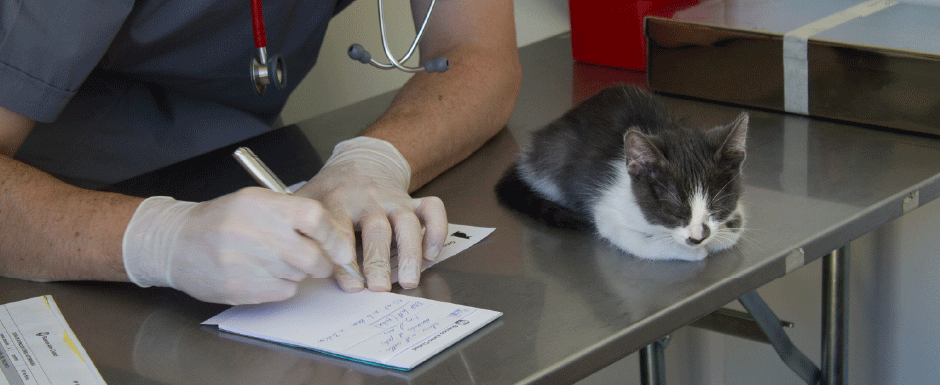 Cronograma de atenciones veterinarias gratuitas.