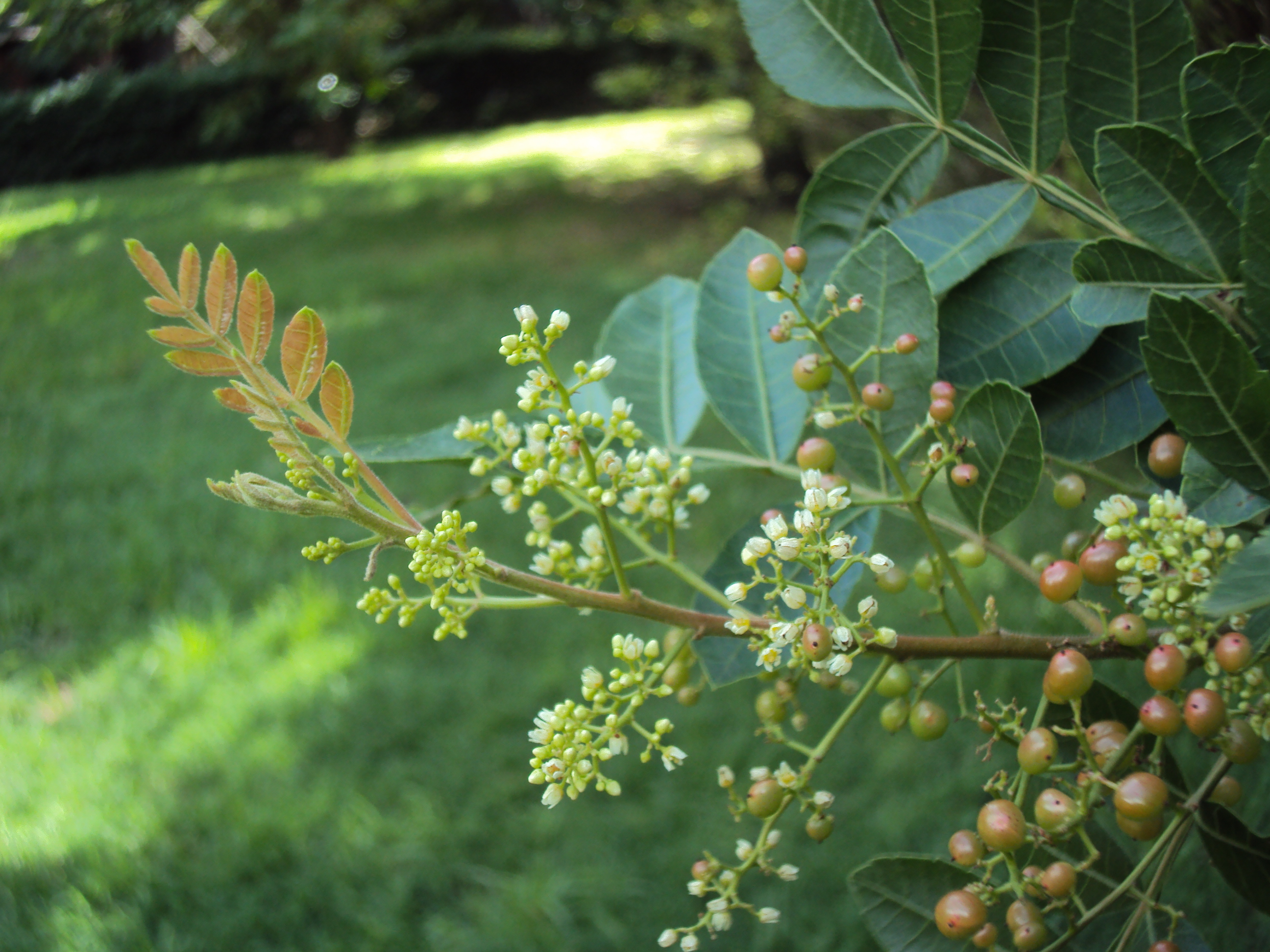 Schinus terebinthifolia  var. pohlianus