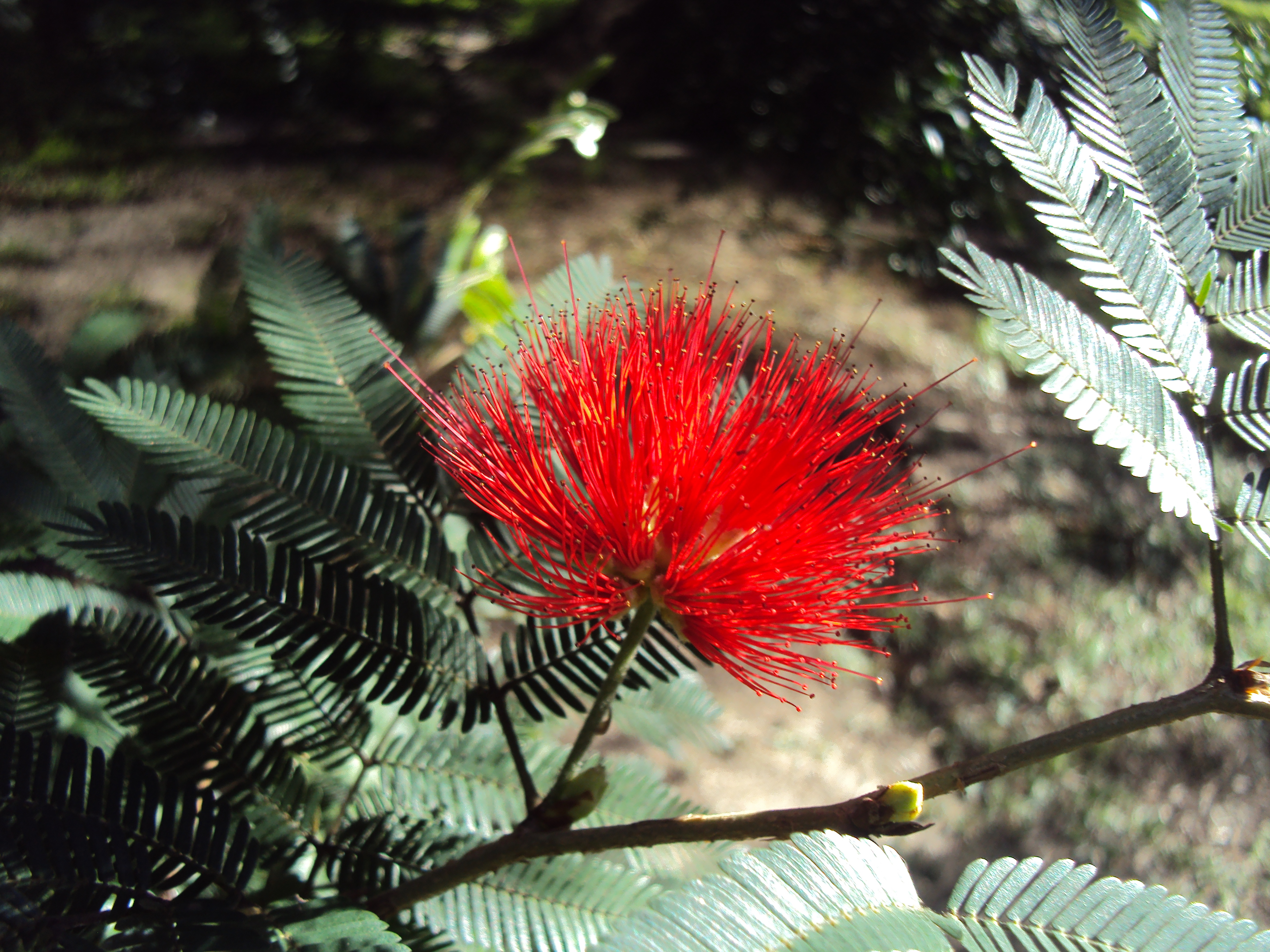 Calliandra tweedii 