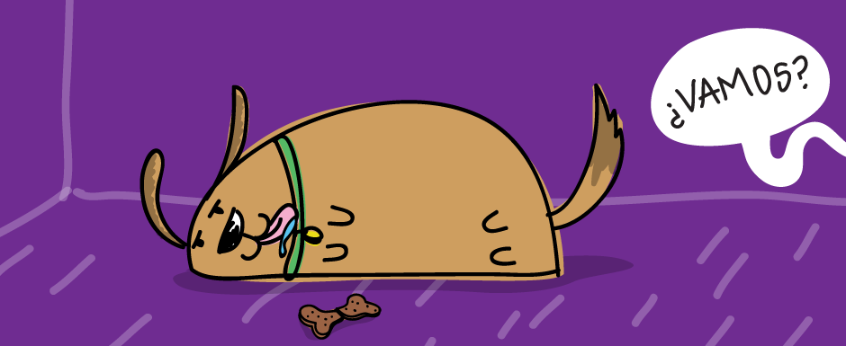 Consejos para el cuidado de tu mascota: ¿Cómo prevenir el sobrepeso?