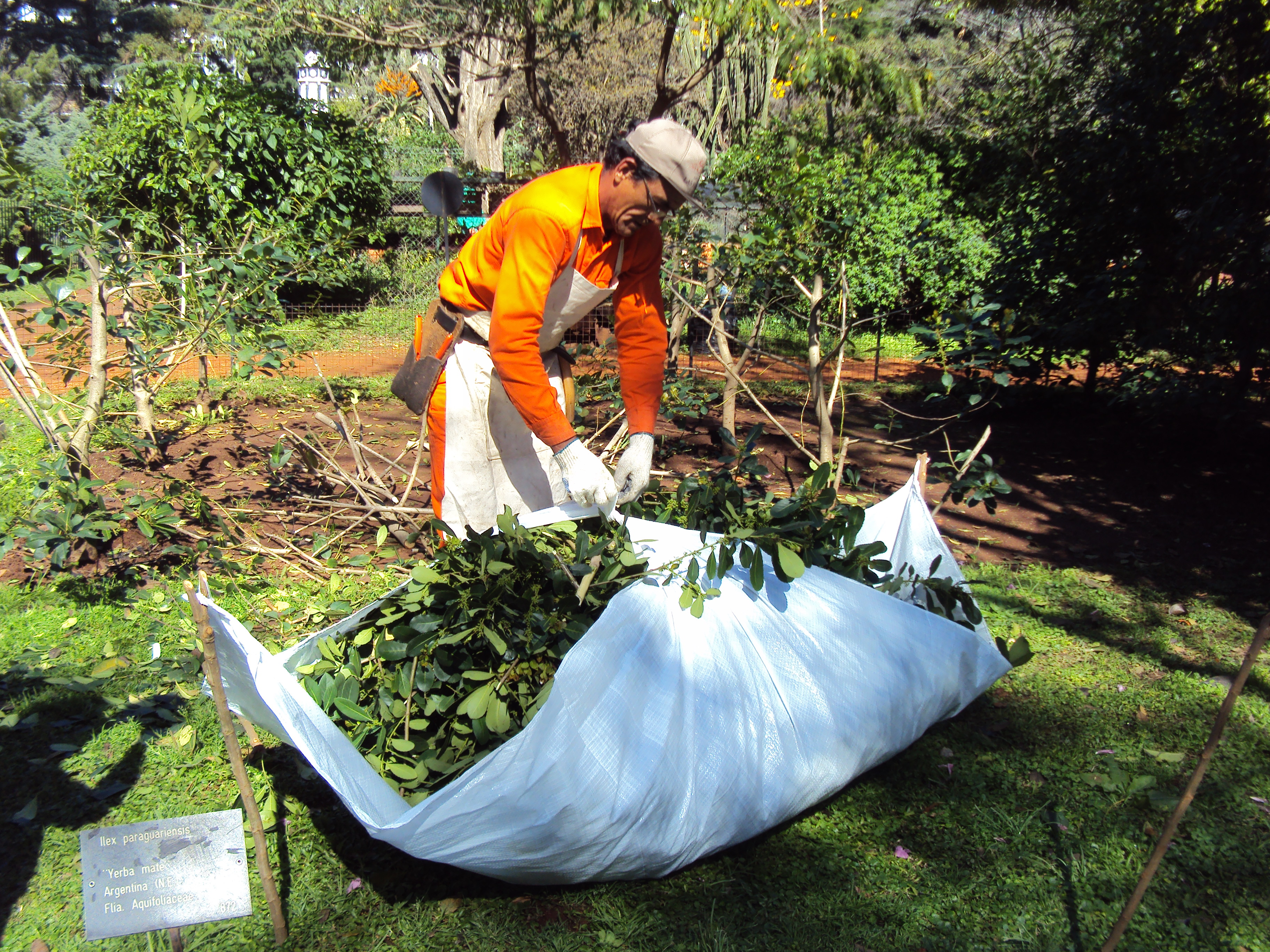Poda del Yerbal del Jardín Botánico