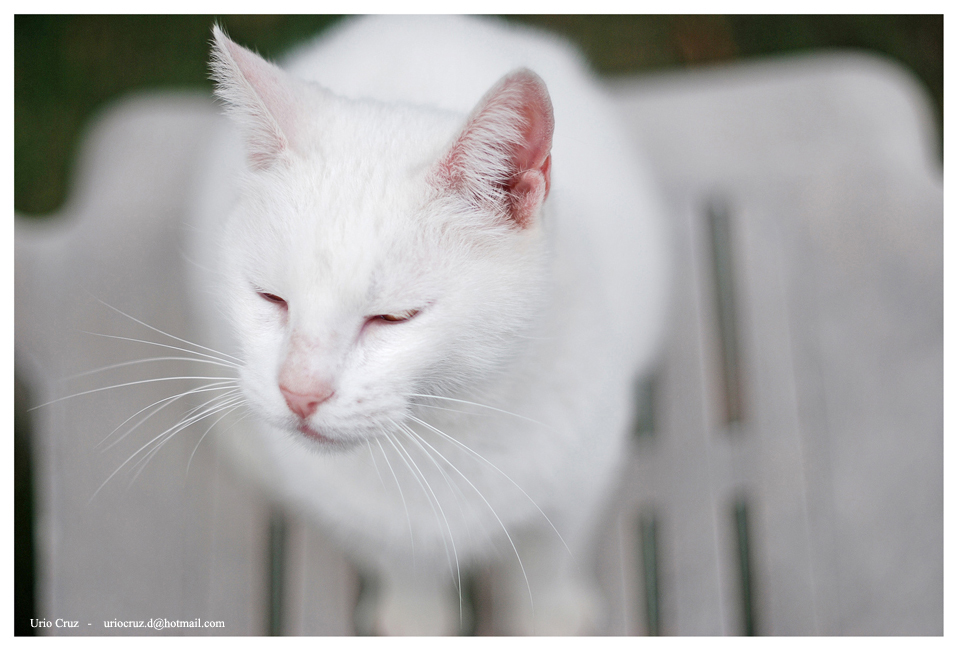 Consejo para el cuidado de tu mascota: Cuidados para el sol