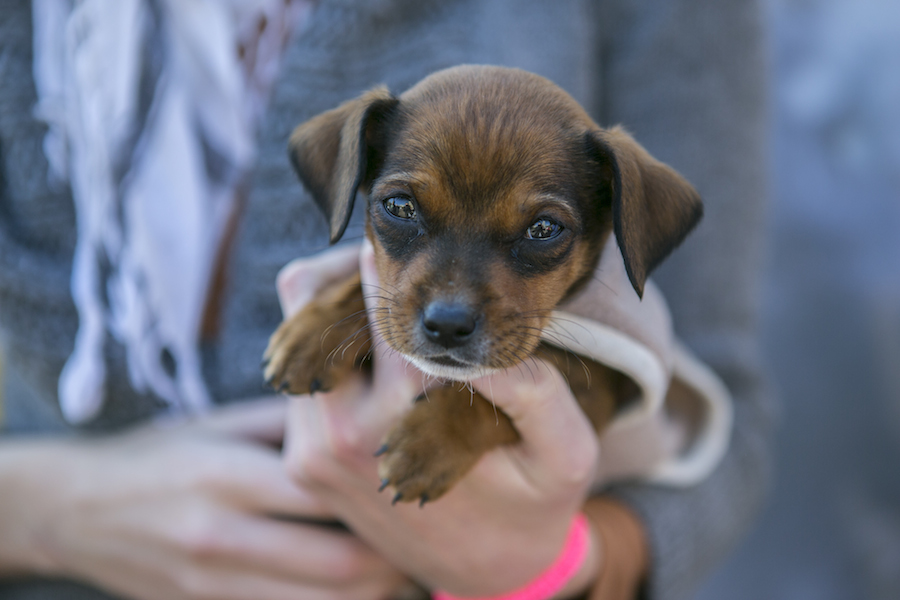 Consejos para el cuidado de tu mascota: Entrenamiento básico del cachorro.