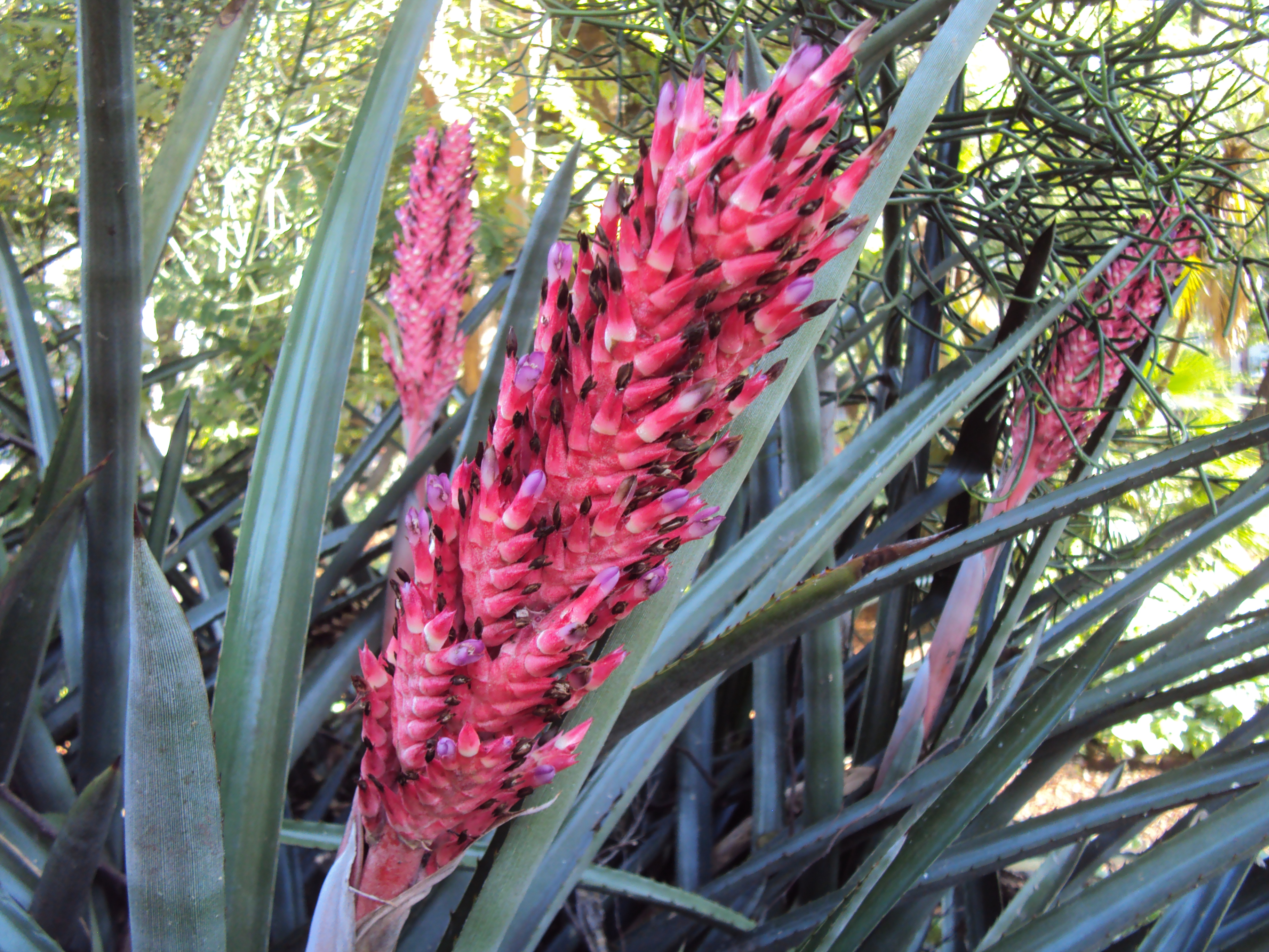 Aechmea distichantha var. schlumbergeri